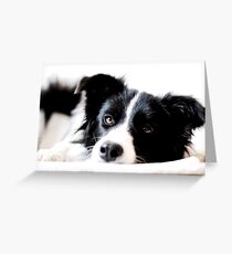 border collie Greeting Card
