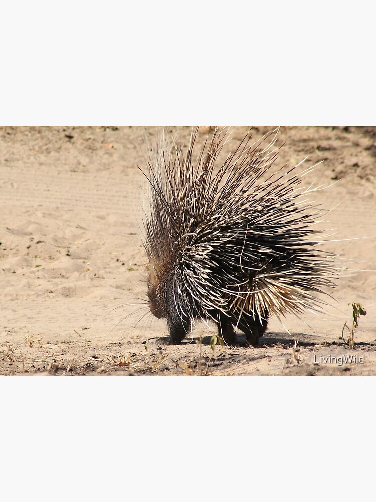 Bag-O-African Porcupine Quills