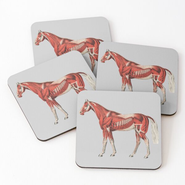 Item preview, Horse Skeleton Muscles designed and sold by Flamin' Galah.