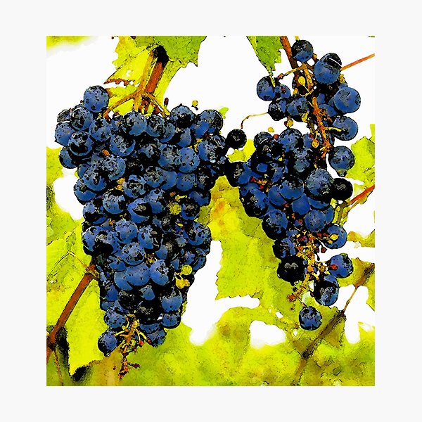 Item preview, Grapes on the vine designed and sold by David Lee Thompson.