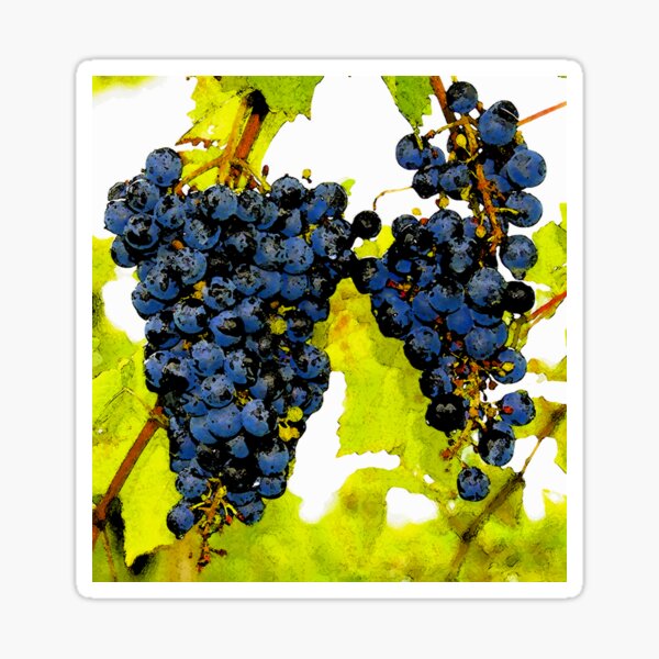 Item preview, Grapes on the vine designed and sold by David Lee Thompson.