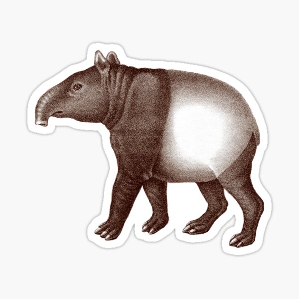 Vista previa del artículo con la obra «Tapir malayo o asiático», diseñado y vendido por AntiqueImages.