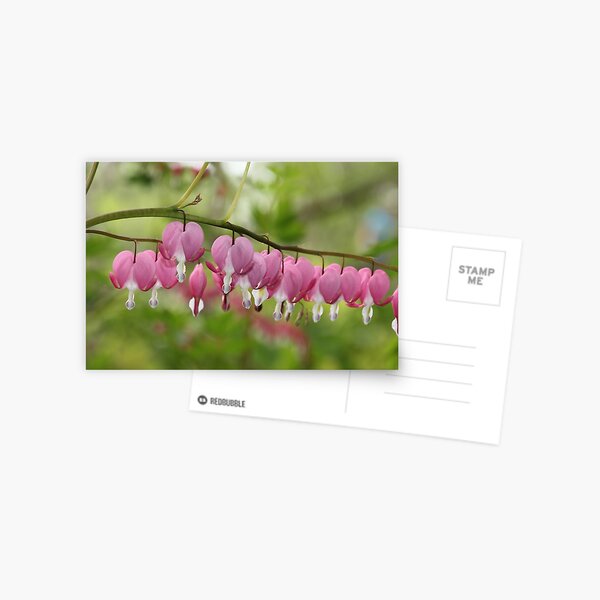Item preview, Pink Bleeding Hearts designed and sold by Gary Horner.