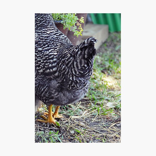 Guess What? Photographic Print