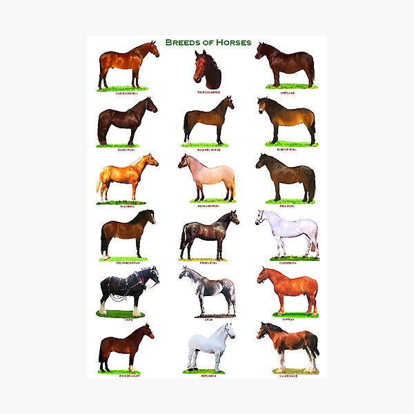 Aperçu de l'œuvre Races d'animaux Cheval créée et vendue par Evelynsouza.