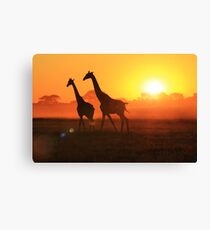 Giraffe - Sunset Gold and Harmony - African Wildlife Canvas Print