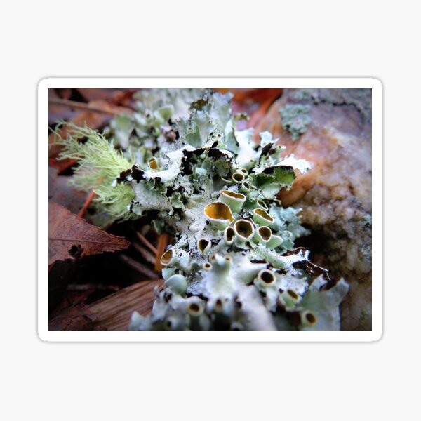 Item preview, Stalked-cup Lichen designed and sold by Jean Gregory Evans.
