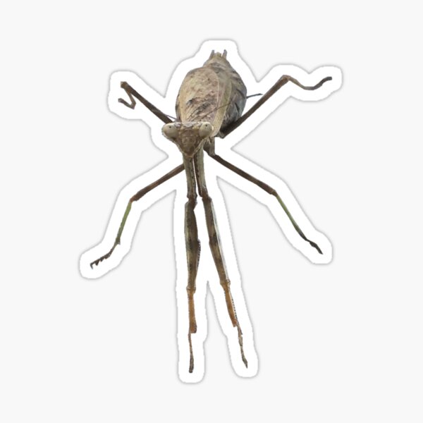 Item preview, Praying Mantis designed and sold by derbyisdead.