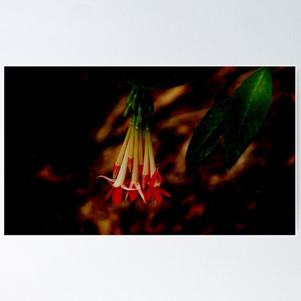 Item preview, Adelaide Hills designed and sold by Imi Koetz.