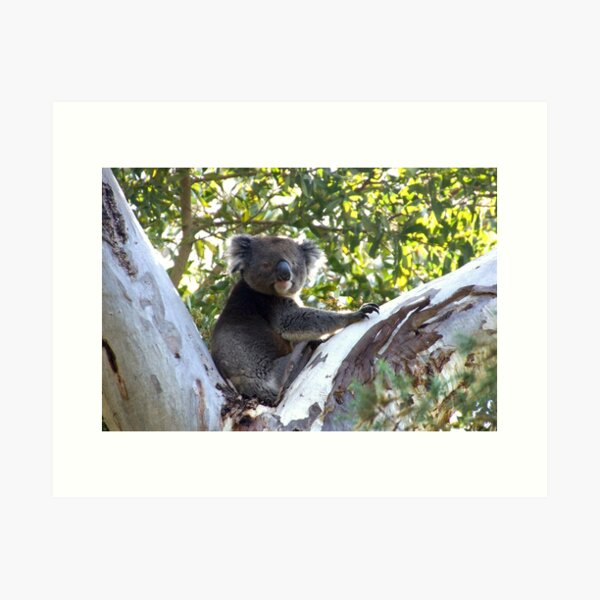 Koala in the Gumtree - by Avril Thomas Art Print