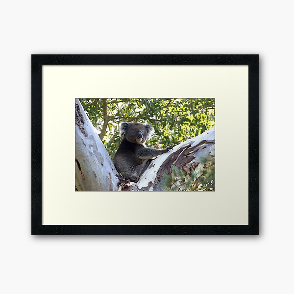 Koala in the Gumtree  - by Avril Thomas Framed Art Print