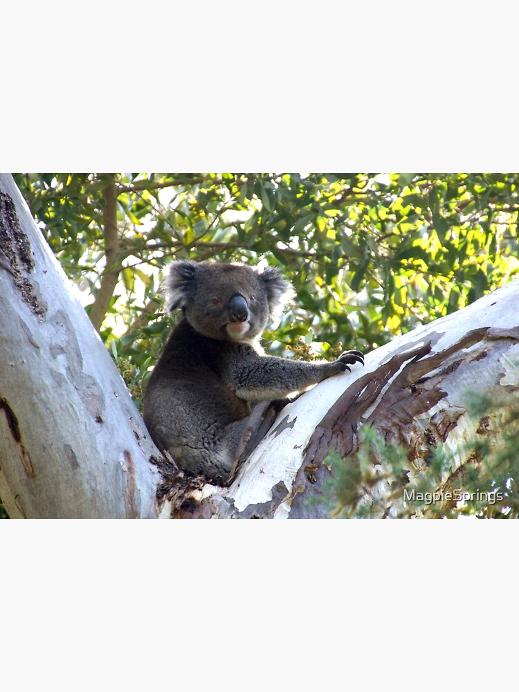 Thumbnail 3 of 3, Sticker, Koala in the Gumtree by Adelaide Artist Avril Thomas at Magpie Springs designed and sold by MagpieSprings.