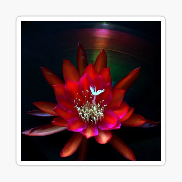 Epiphyllum Red Ultra Fine Glitter