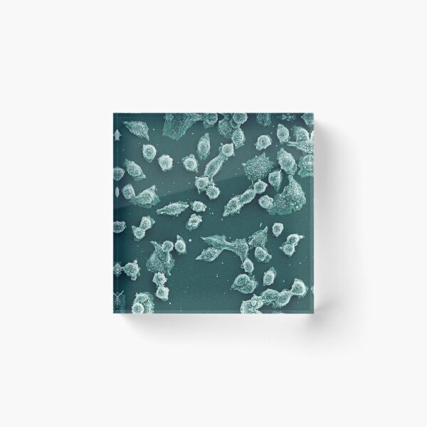 Item preview, Chinese hamster ovary cultured cells designed and sold by Jess Holz.