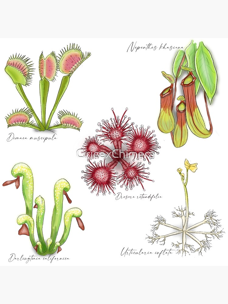The Albany Pitcher Plant by Dr Anna Voytsekhovich — NatureArt Lab