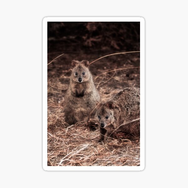 Quokkas - Western Australia (iPhone Case) Sticker