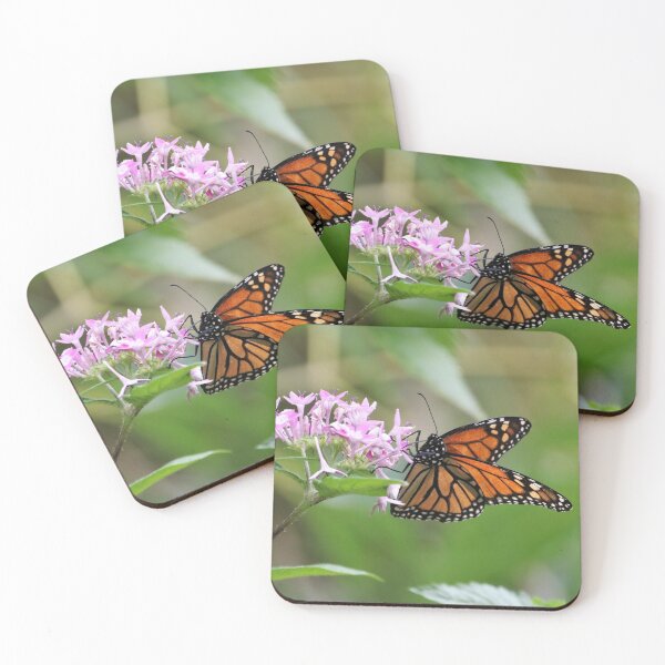 Item preview, Monarch feasting designed and sold by NaturesLens.