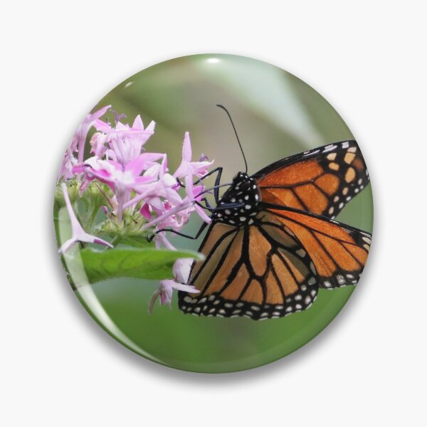 Item preview, Monarch feasting designed and sold by NaturesLens.