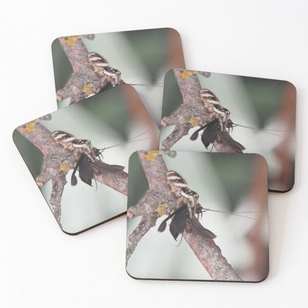 Item preview, Zebra Jumper spider with prey (caddisfly) designed and sold by SDym Photography.
