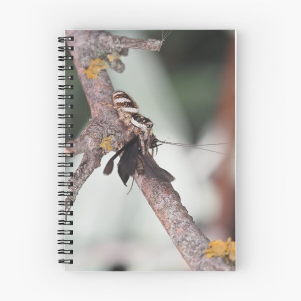 Item preview, Zebra Jumper spider with prey (caddisfly) designed and sold by SDym Photography.