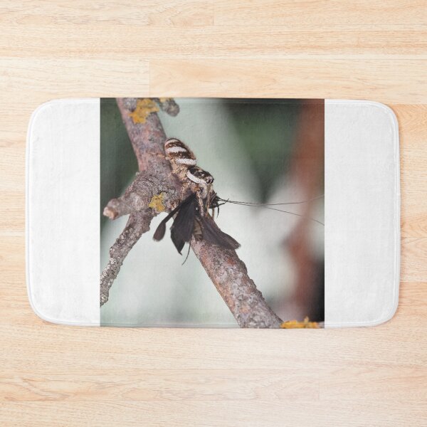 Item preview, Zebra Jumper spider with prey (caddisfly) designed and sold by SDym Photography.