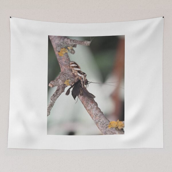 Item preview, Zebra Jumper spider with prey (caddisfly) designed and sold by SDym Photography.