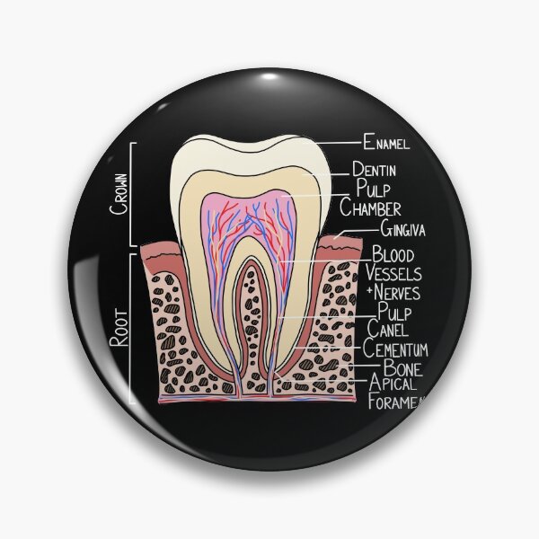 Item preview, Tooth Diagram designed and sold by BundaBear.