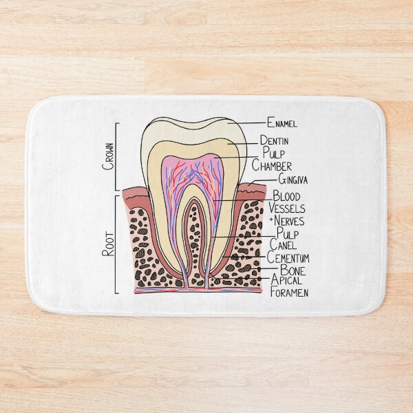 Item preview, Tooth Diagram designed and sold by BundaBear.