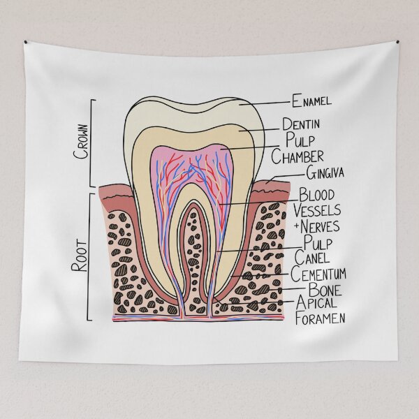 Item preview, Tooth Diagram designed and sold by BundaBear.