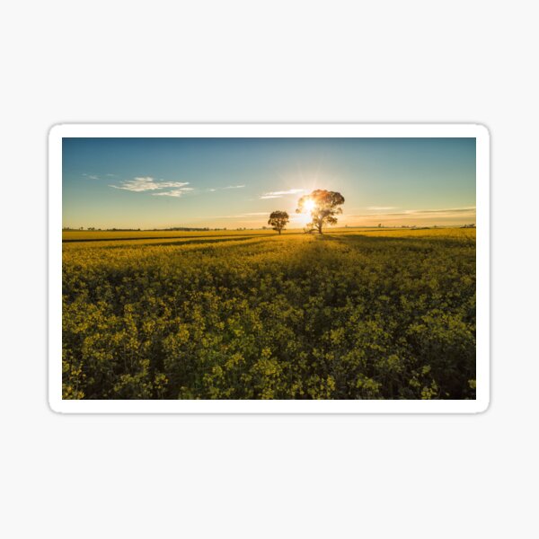 Item preview, Canola Sunrise designed and sold by yolanda.