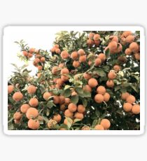 Naranjas en Sevilla Sticker