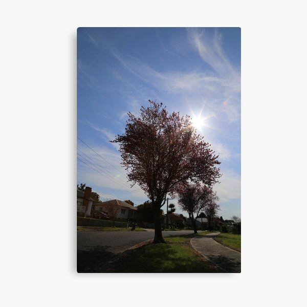 Spring Sunburst Canvas Print