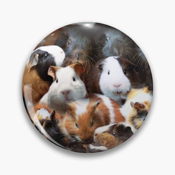 Item preview, Guinea Pigs designed and sold by MaxencePierrard.