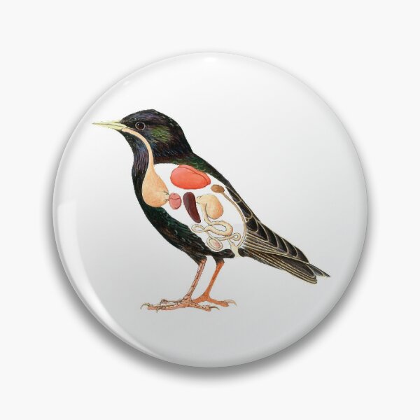 Item preview, Cross section, painting illustration, starling, animal internal organs, showing the starling (scientific name: Sturnus) beak is straight and pointed designed and sold by zenger2021.