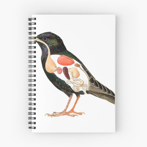 Item preview, Cross section, painting illustration, starling, animal internal organs, showing the starling (scientific name: Sturnus) beak is straight and pointed designed and sold by zenger2021.