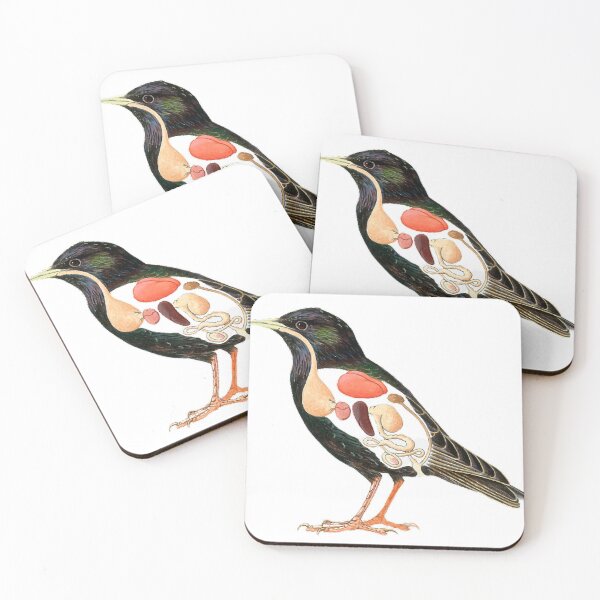 Item preview, Cross section, painting illustration, starling, animal internal organs, showing the starling (scientific name: Sturnus) beak is straight and pointed designed and sold by zenger2021.