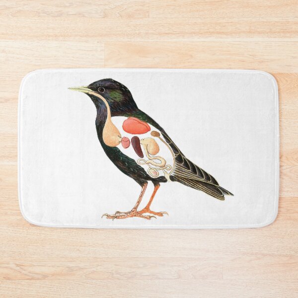 Item preview, Cross section, painting illustration, starling, animal internal organs, showing the starling (scientific name: Sturnus) beak is straight and pointed designed and sold by zenger2021.