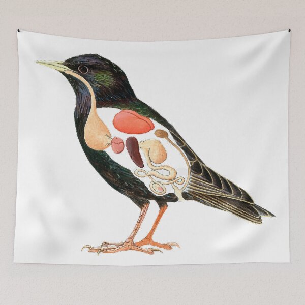 Item preview, Cross section, painting illustration, starling, animal internal organs, showing the starling (scientific name: Sturnus) beak is straight and pointed designed and sold by zenger2021.