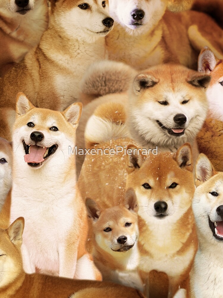 Shiba scarf 2024