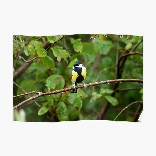 Bird Perching in Rain Poster