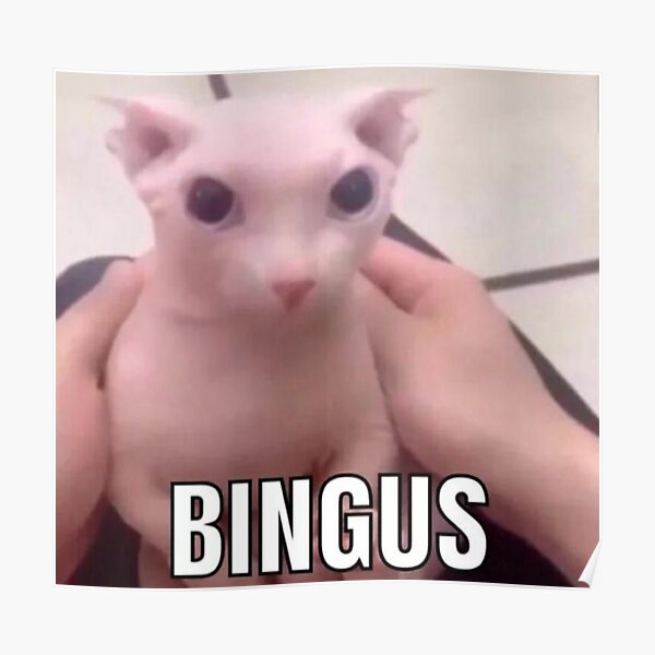 Bingus Cat Posters Redbubble