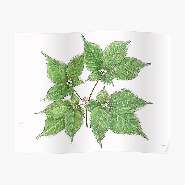 American Ginseng Drawing Poster