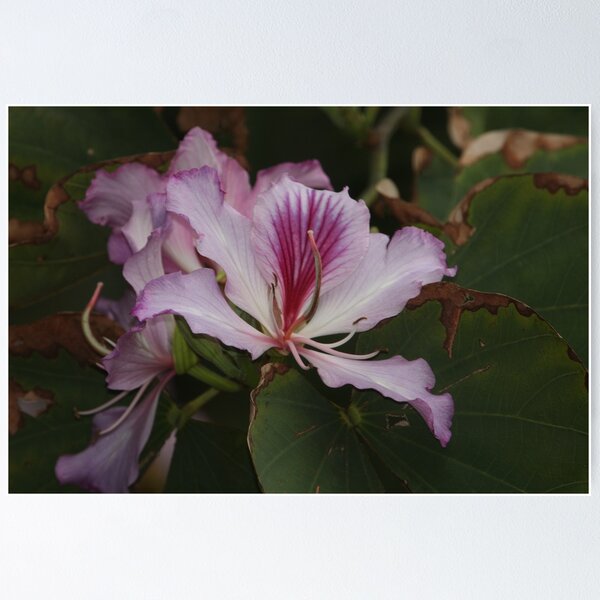 Item preview, Bauhinia rosa designed and sold by richeriley.