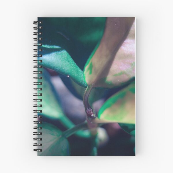 Item preview, close up of hoya, green and soft pink designed and sold by no-photo.