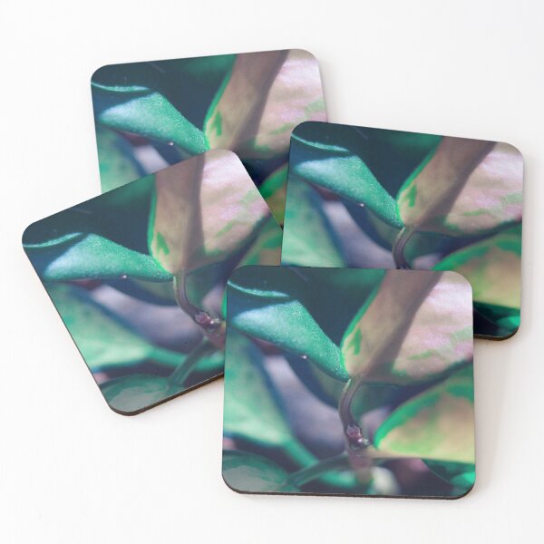 Item preview, close up of hoya, green and soft pink designed and sold by no-photo.