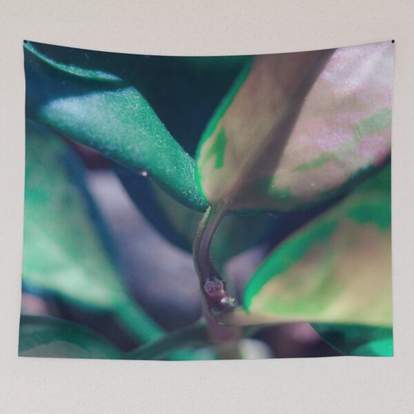 Item preview, close up of hoya, green and soft pink designed and sold by no-photo.