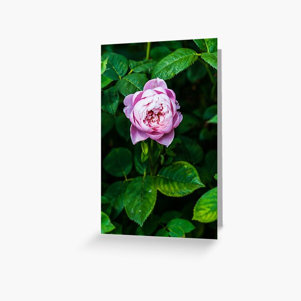 Dylan Greeting Card