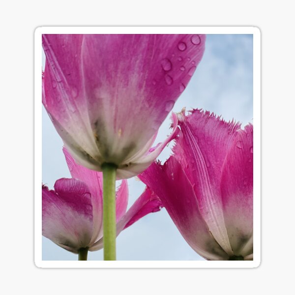 Tulpen im Regen Sticker