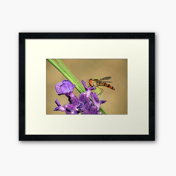 A hover fly Framed Art Print
