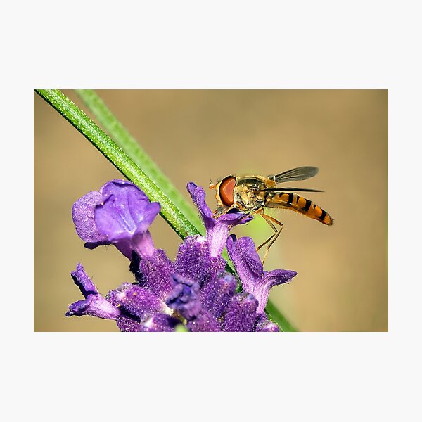 A hover fly Photographic Print